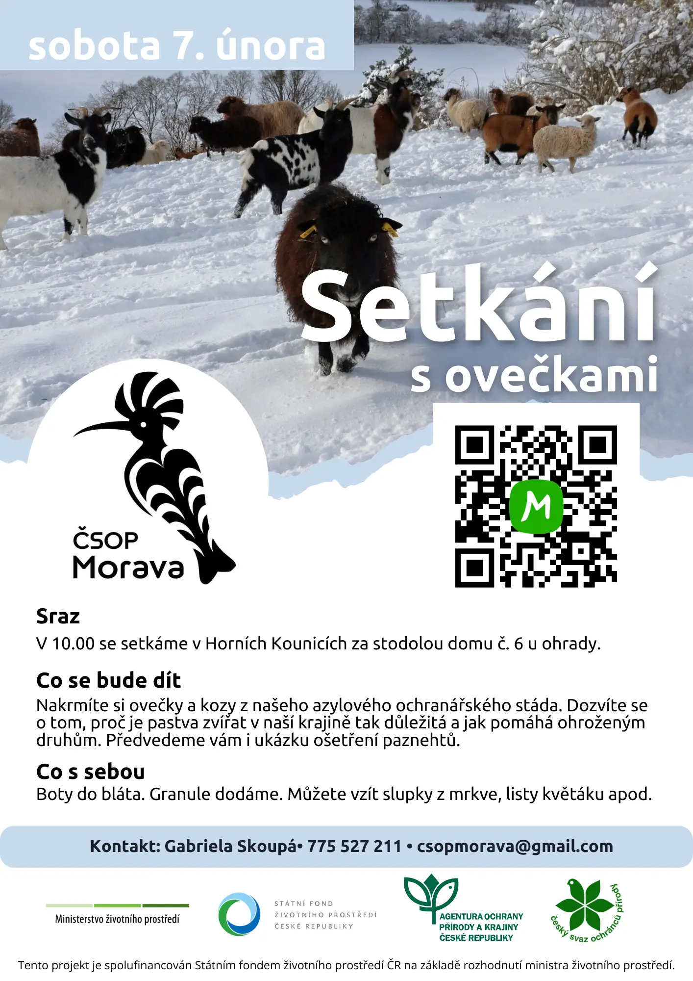 Setkání s ovečkami